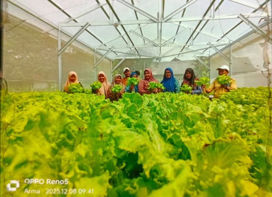 PANEN SELADA HIDROPONIK DI MANDALA: WUJUD SUKSES PROGRAM KETAHANAN PANGAN DESA